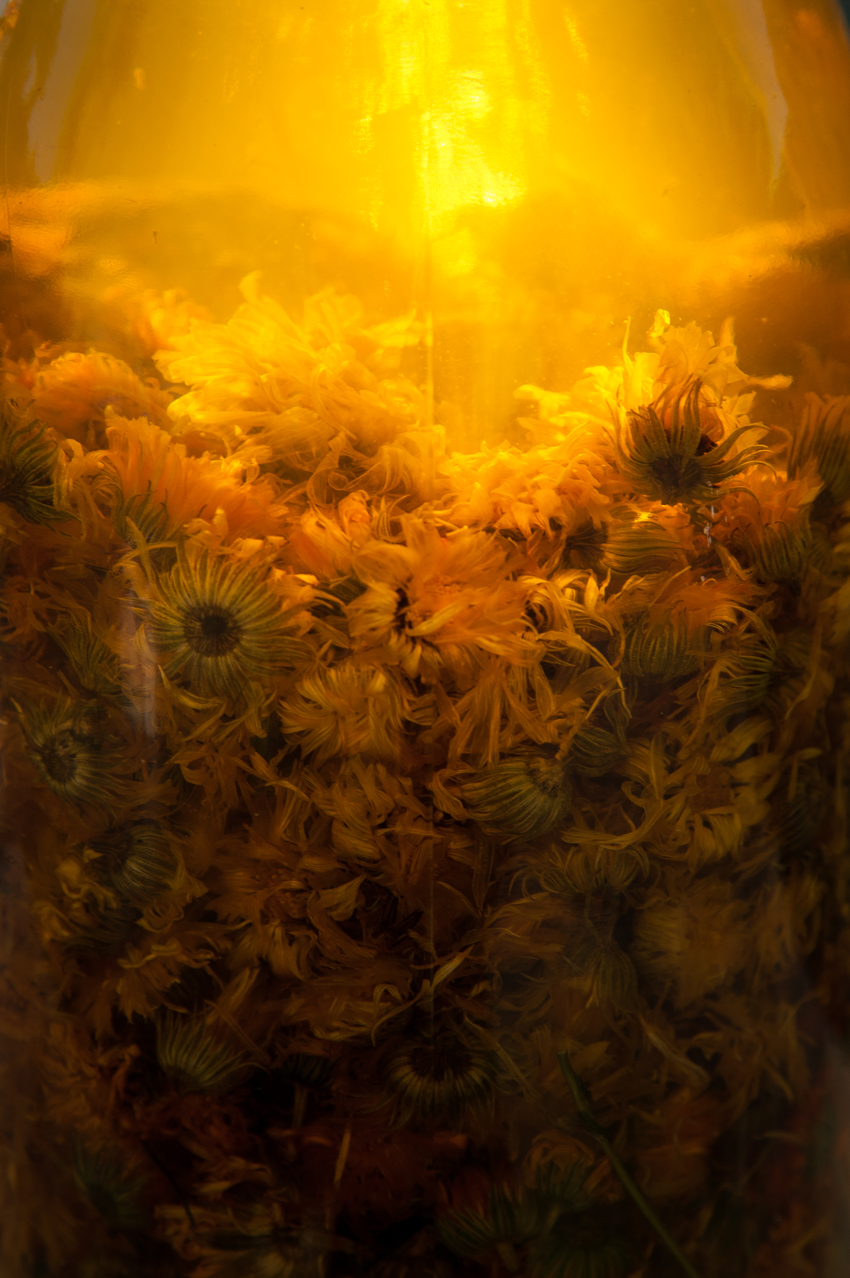 Fleurs macérées bio Fleurs macérées bio Provence, alpilles