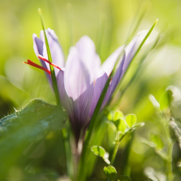 Crème à la Rose et à la fleur de Safran – Image 2