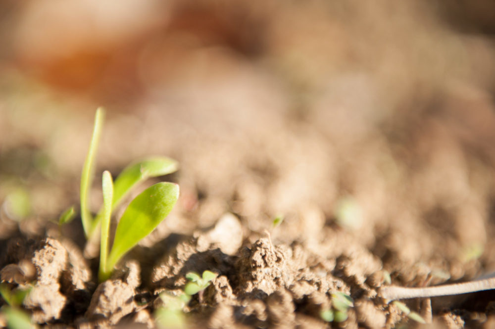 Nouveaux cosmétiques Fleurs de Basile