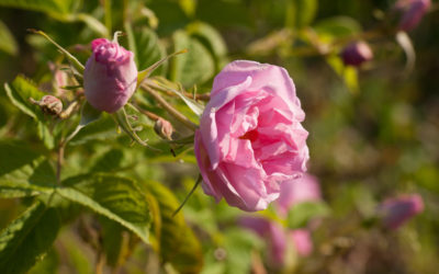 LA ROSE… La plante, symbole du Printemps !