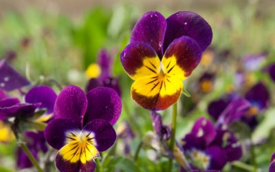 La pensée sauvage, la plante détox