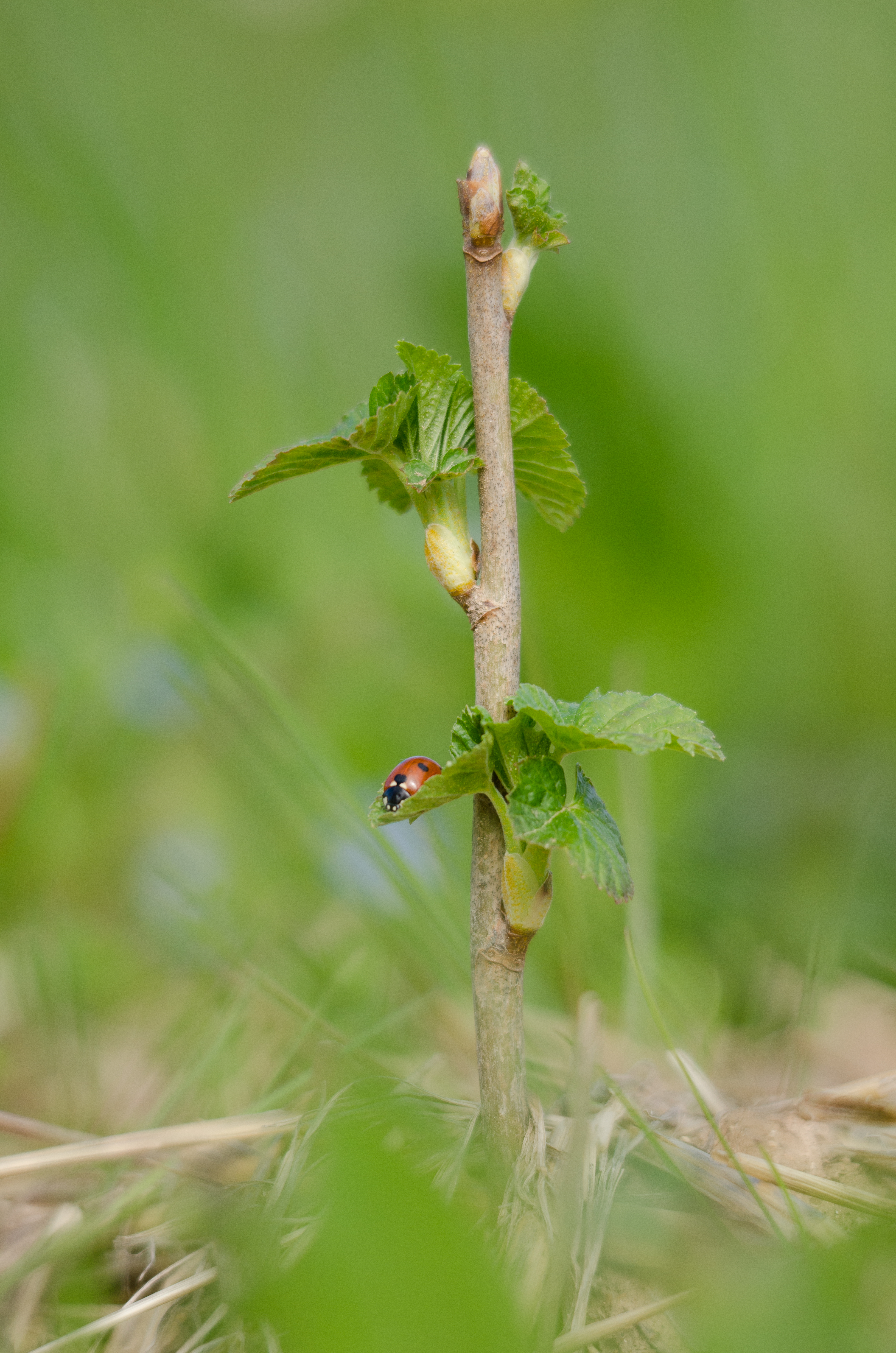 Agroécologie et respect de l'environnement au coeur de la démarche Agroécologie et respect de l'environnement au coeur de la démarche