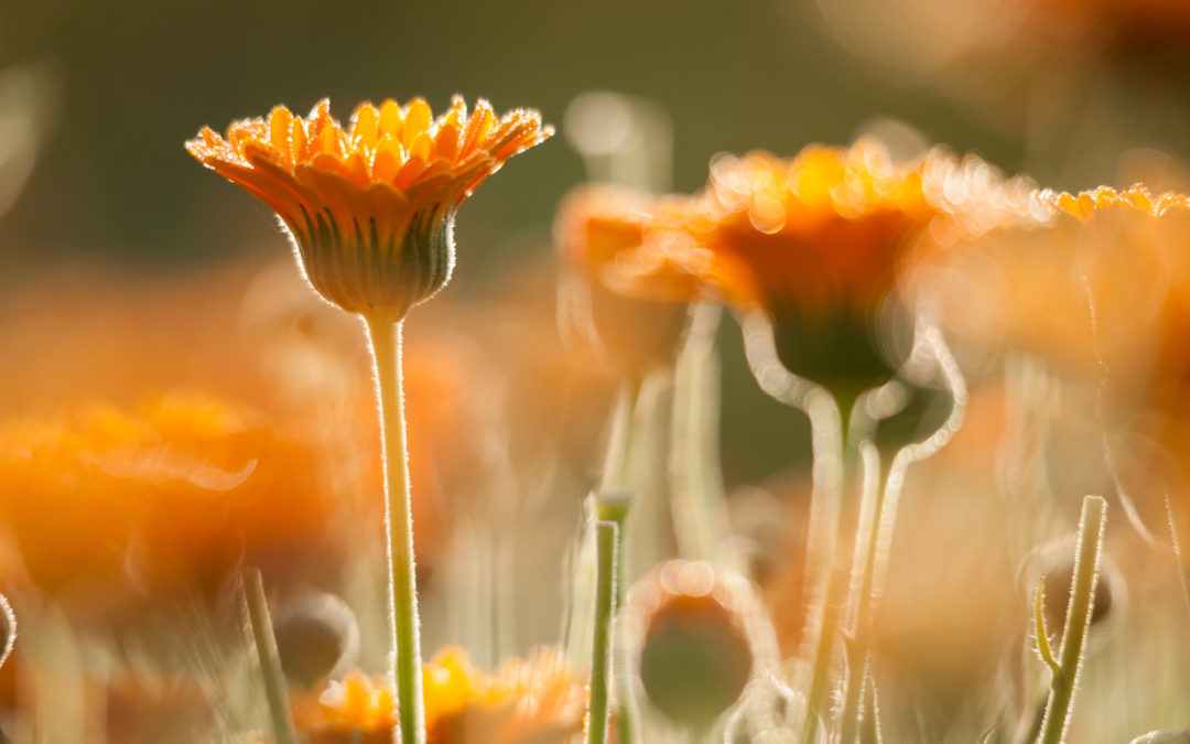 LE CALENDULA, un rayon de soleil doux pour réchauffer votre Hiver…