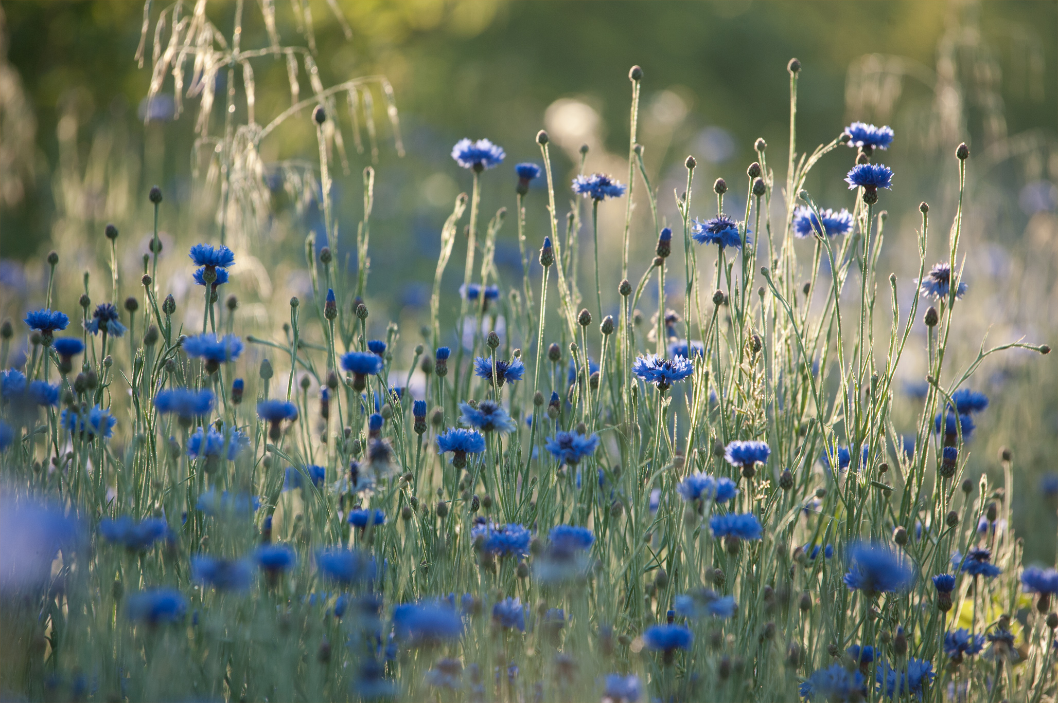 camomille usage vertus phytothérapie