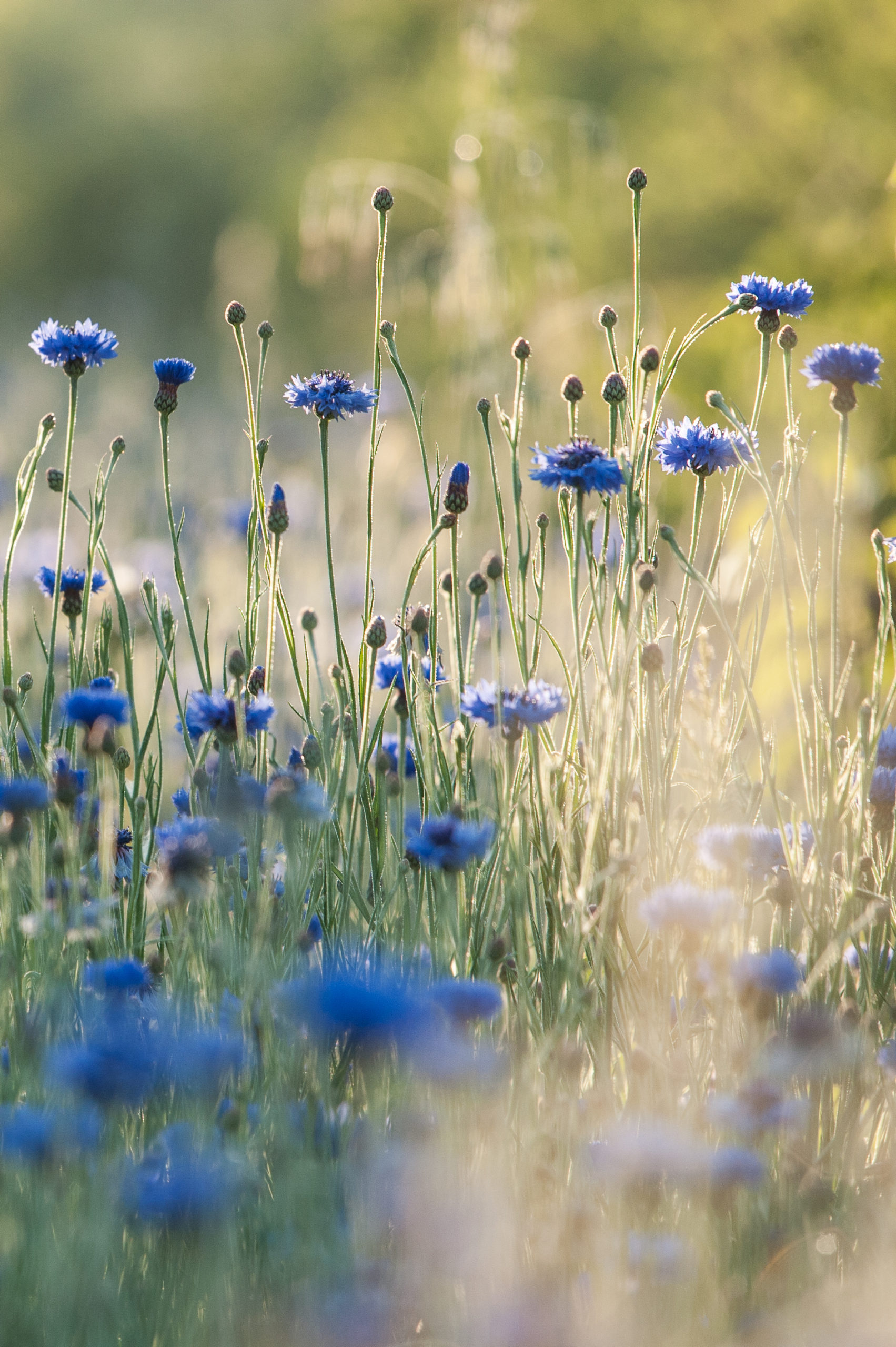 Les Fleurs de Basile : producteur de plantes et de cosmétiques agroécologiques