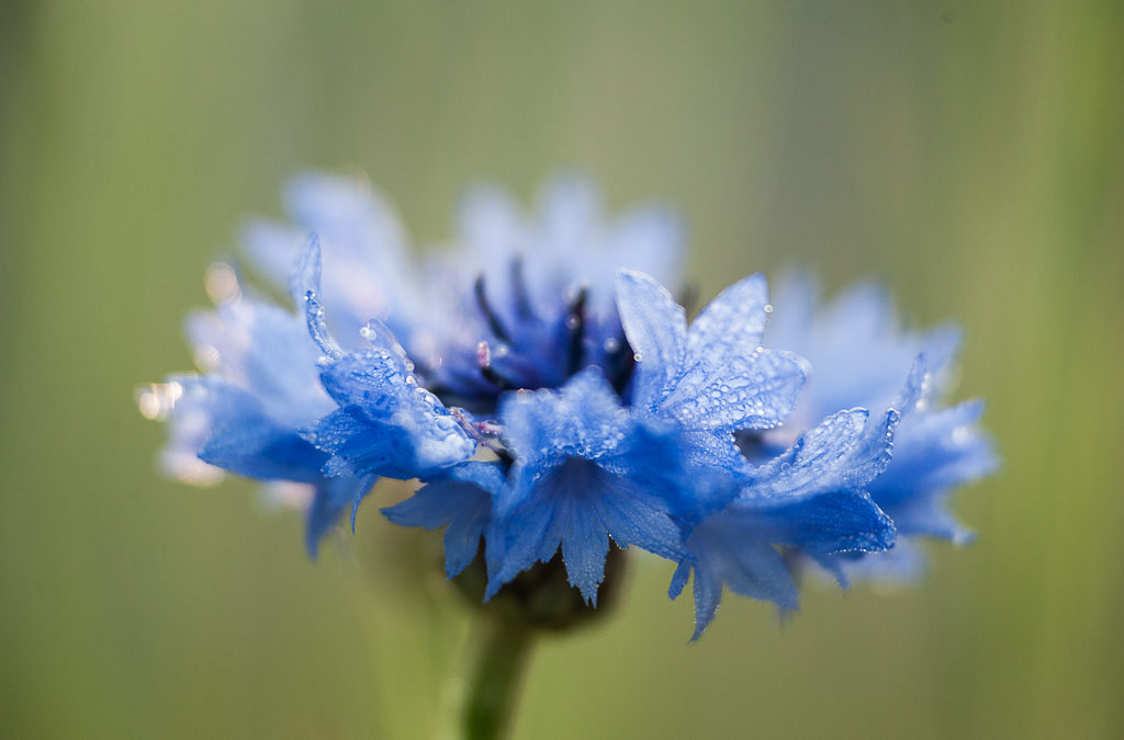 Le Bleuet des champs : la plante apaisante pour les yeux…