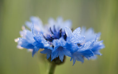 Le Bleuet des champs : la plante apaisante pour les yeux…