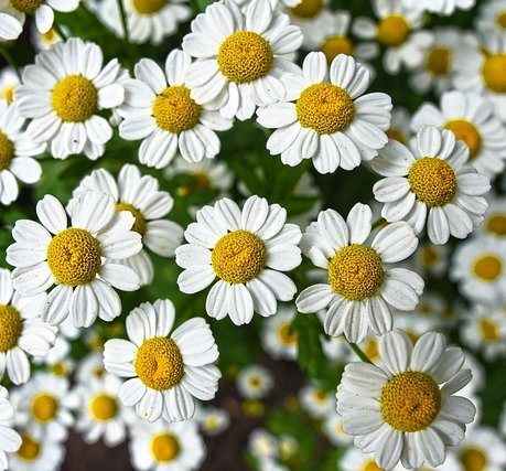 camomille usage vertus phytothérapie