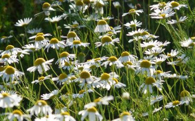 La Camomille matricaire : la plante calmante et apaisante par excellence…
