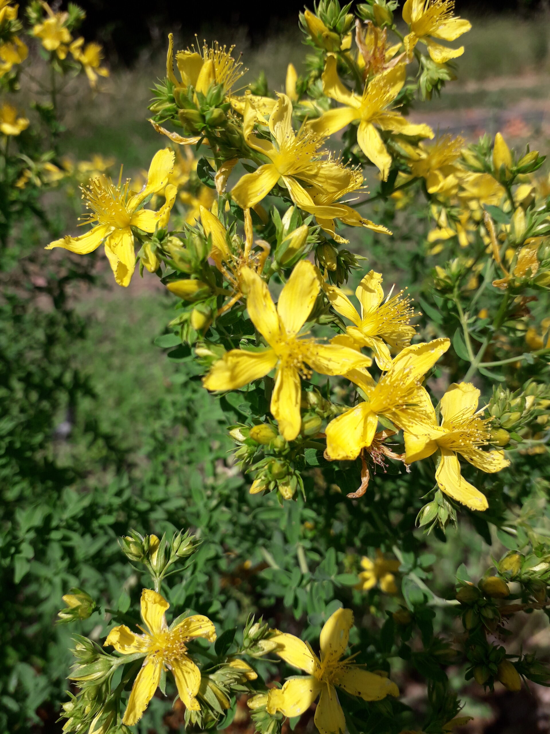 millepertuis bio provence