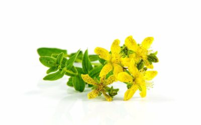 Le millepertuis : la plante aux mille bienfaits