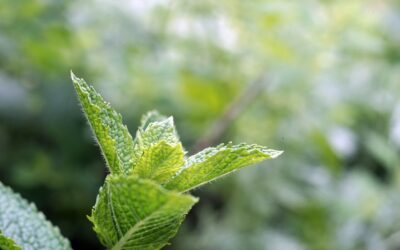 La menthe poivrée : l’alliée des peaux imparfaites !