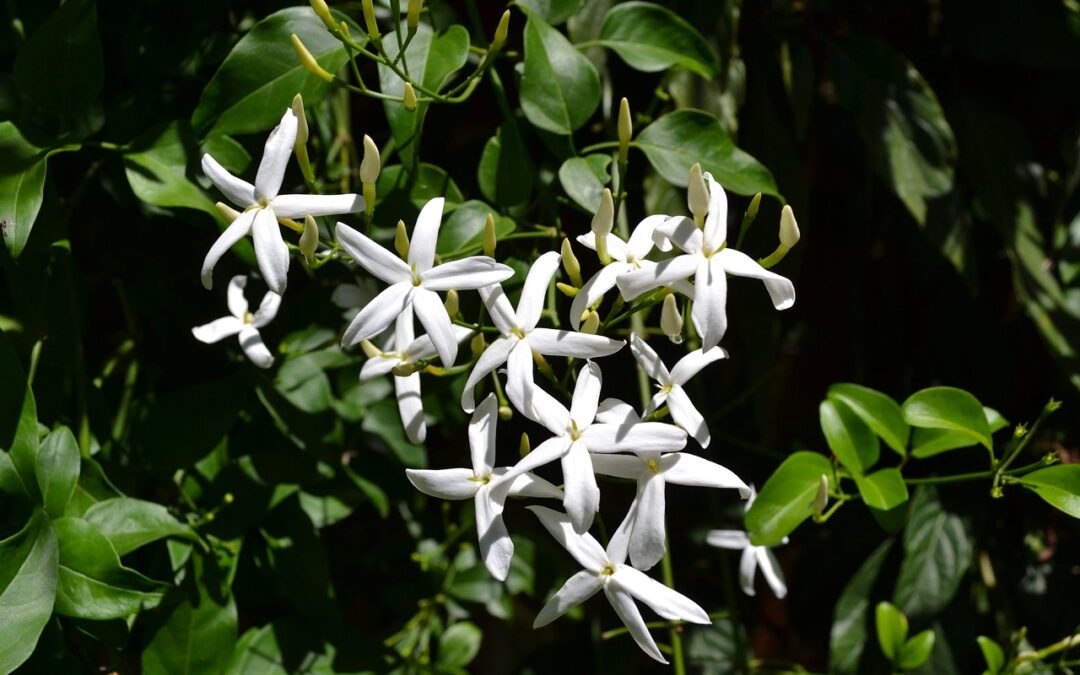 Le Jasmin : la fleur tout en douceur !