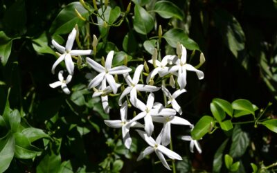 Le Jasmin : la fleur tout en douceur !