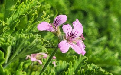 Le Géranium rosat : l’exubérance tropicale