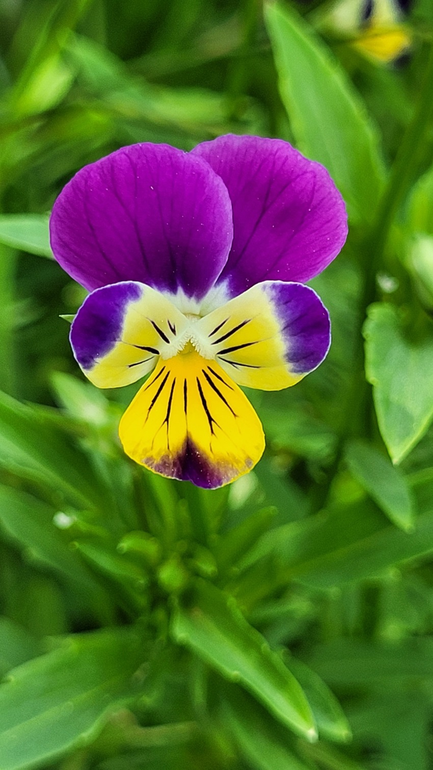 pensée sauvage detox bio fleurs de basile