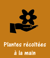 Plantes récoltées à la main